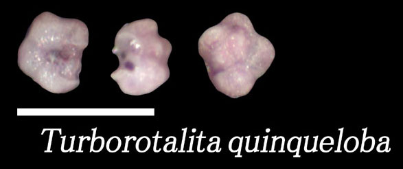 Turborotalita quinqueloba